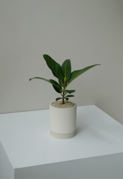 Ficus Audrey W12cm