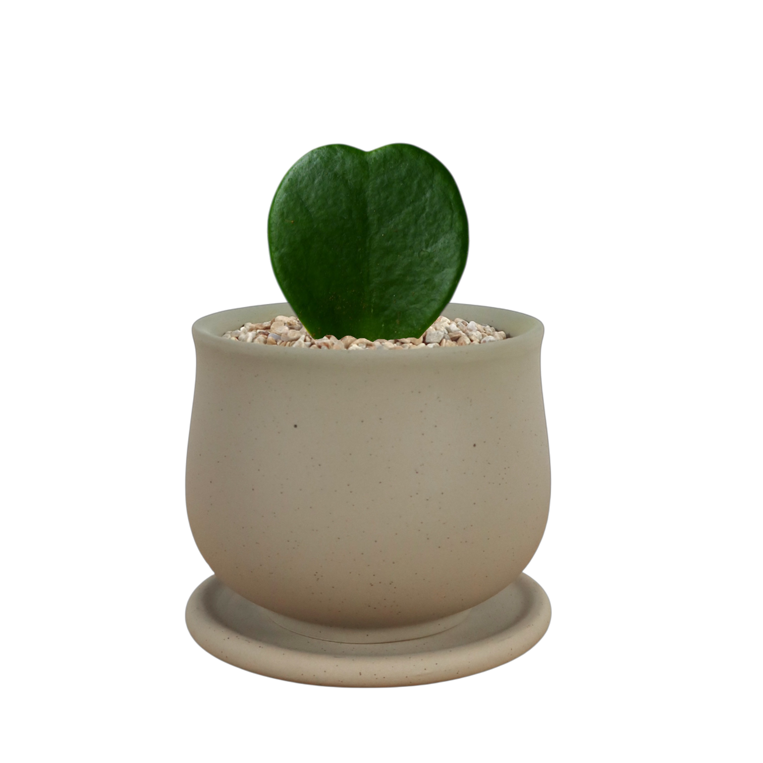 ASKEL Teacup-shaped Ceramic Pot