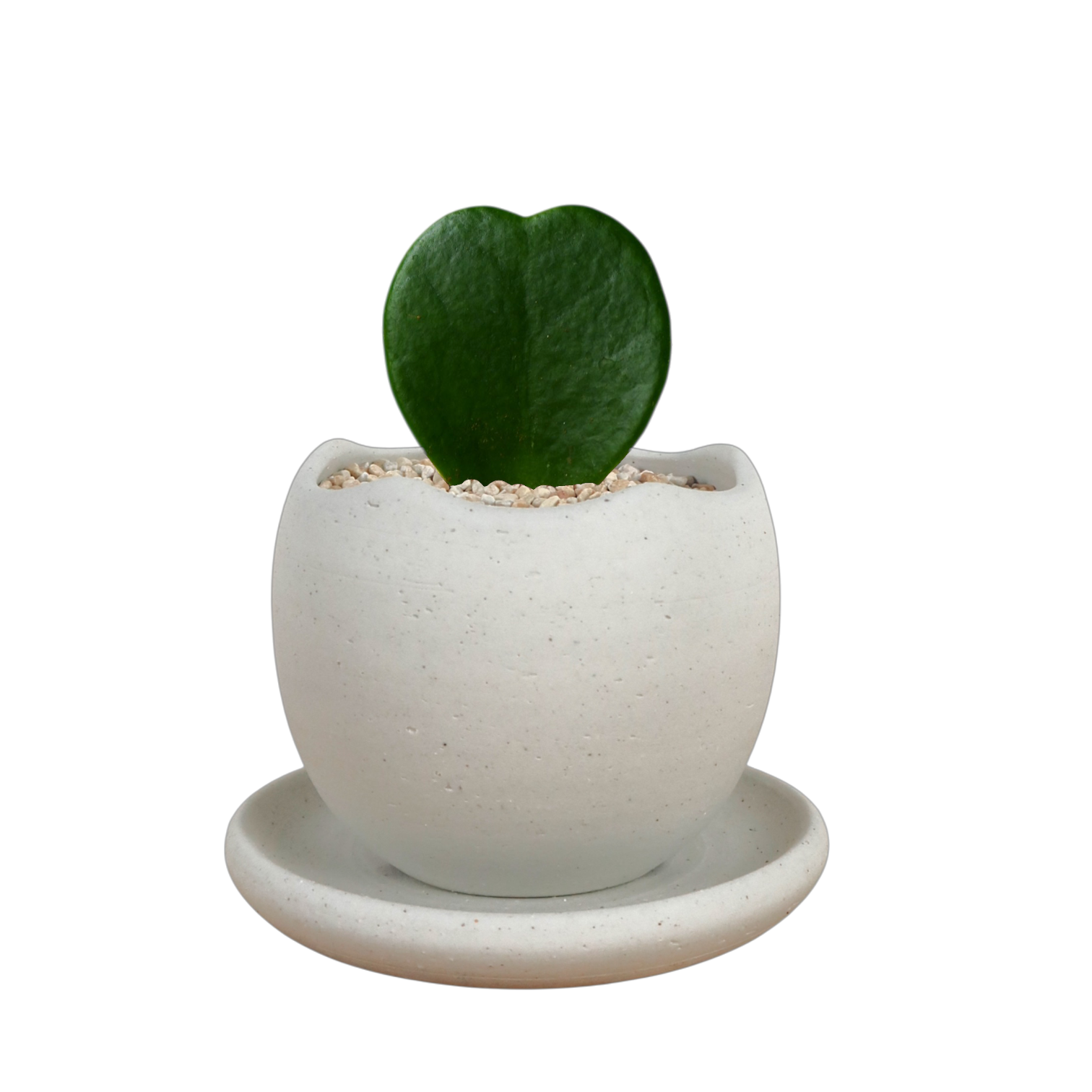 BRRUTO Wave Ceramic Pot
