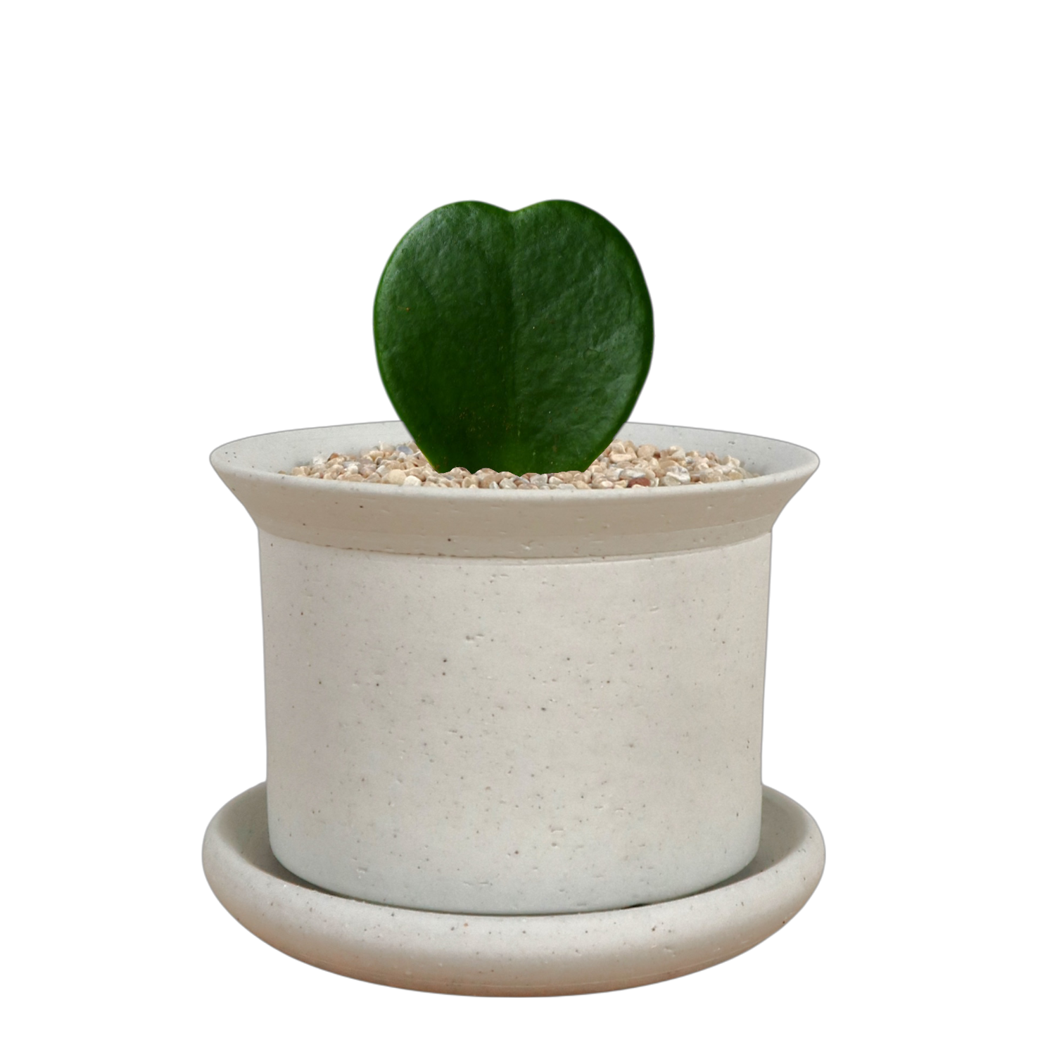 BRRUTO Y Ceramic Pot