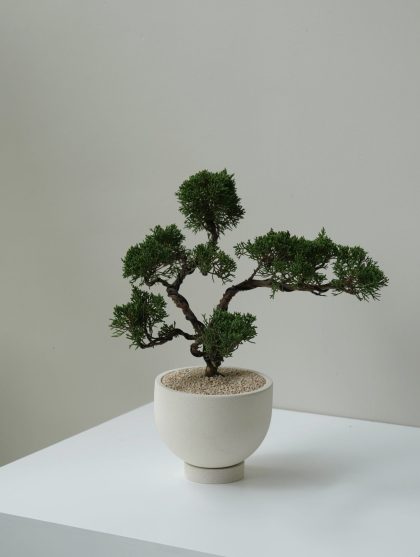 Juniperus Chinensis Bonsai (Black Bag 24cm)