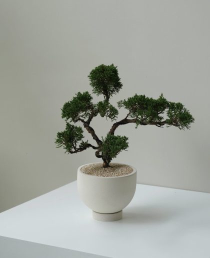 Juniperus Chinensis Bonsai (Black Bag 24cm)