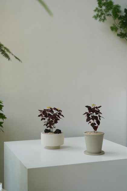 Oxalis Hedysaroides 'Fire Fern' W10cm